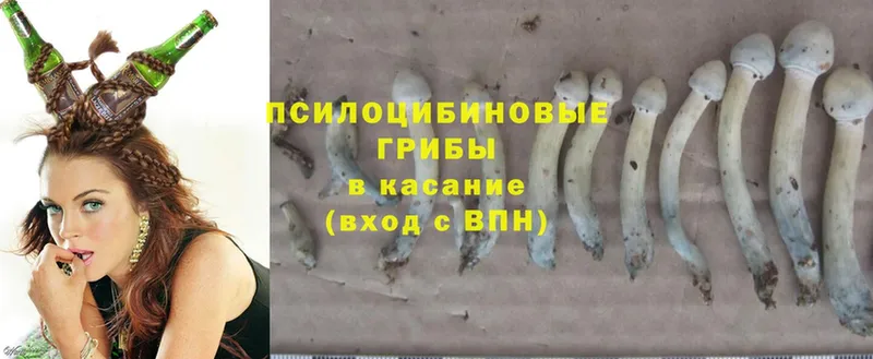 Псилоцибиновые грибы Psilocybe  МЕГА сайт  Краснослободск  даркнет сайт 